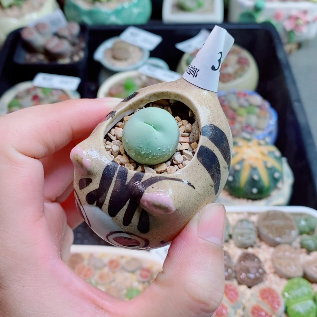 生石花花花花花331