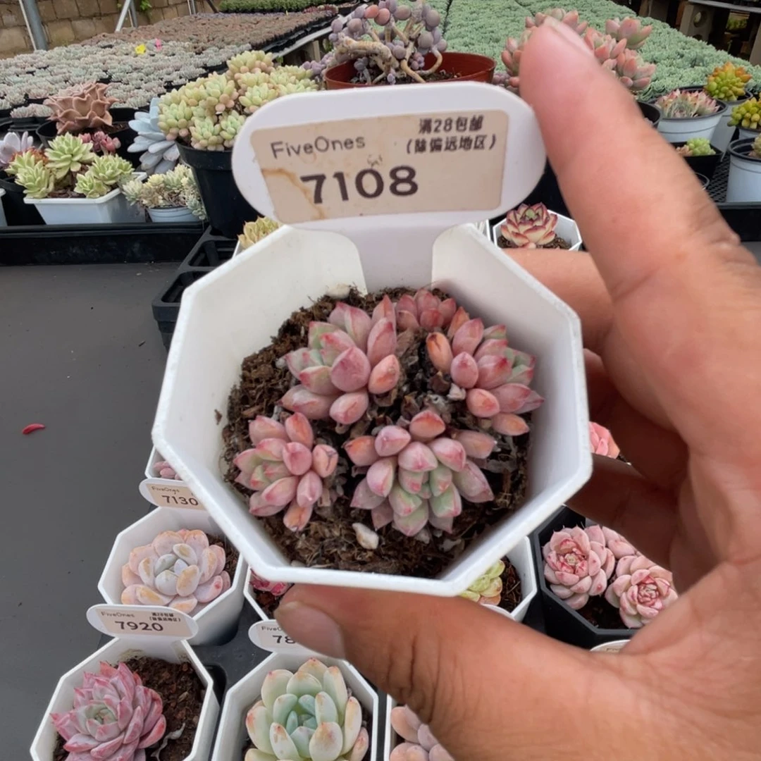 7108蓝宝石4.5厘米