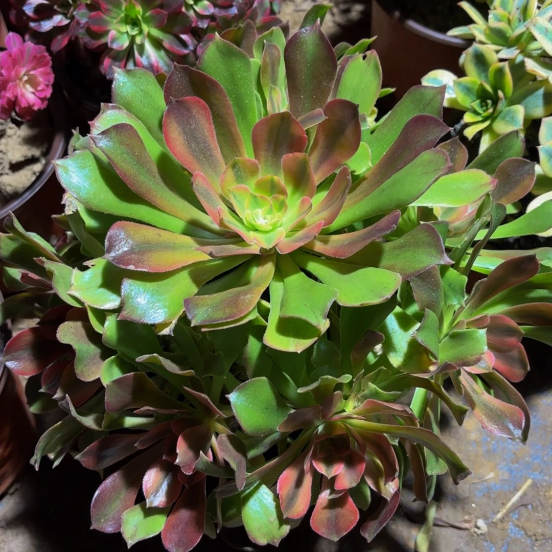 雅典娜12.8法师木质老桩