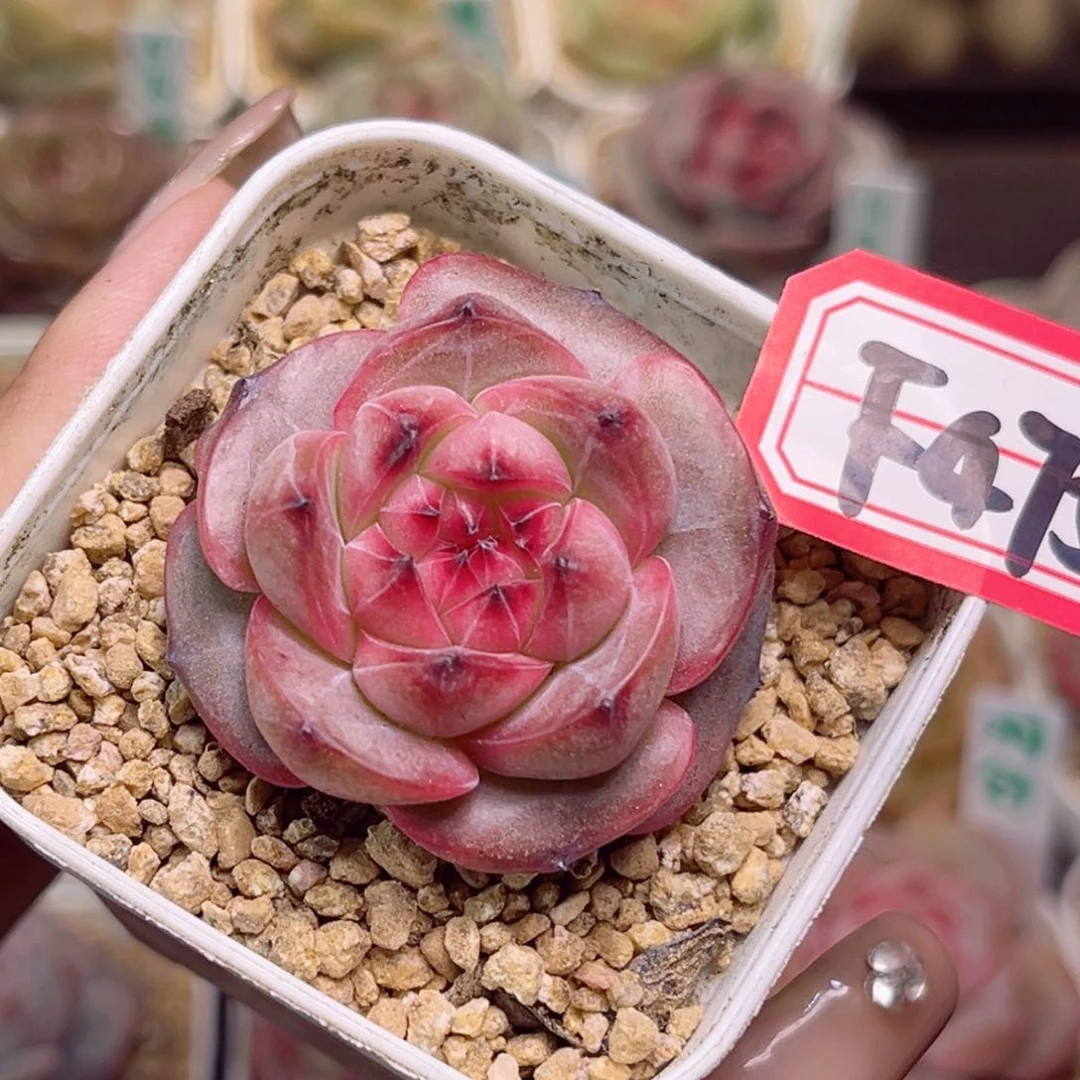 F475 草莓果酱一物一拍