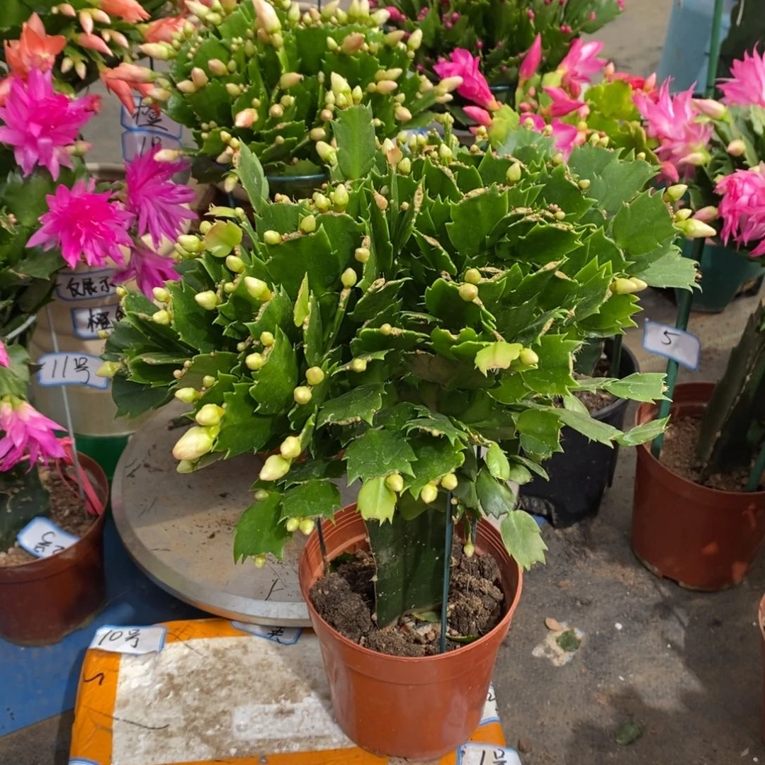 完全开放橙色冲冲冲冲冲冲