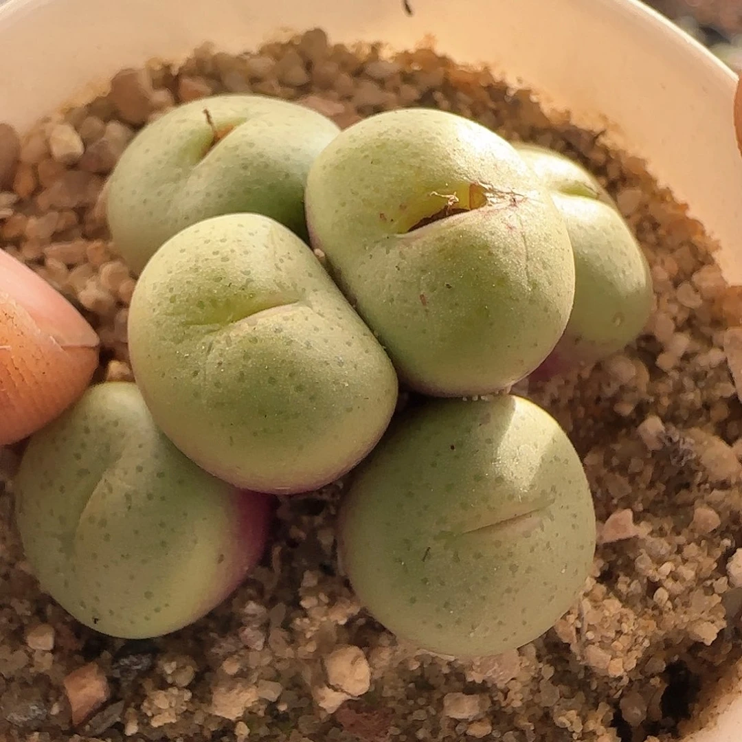 28包邮脱土发货27079