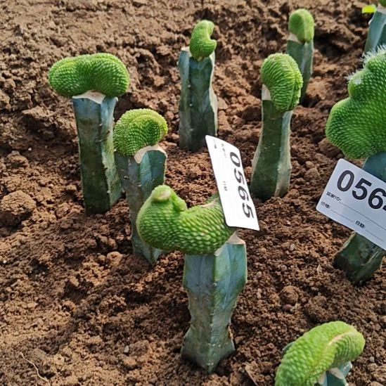 青蛇缀化龙神木嫁接565