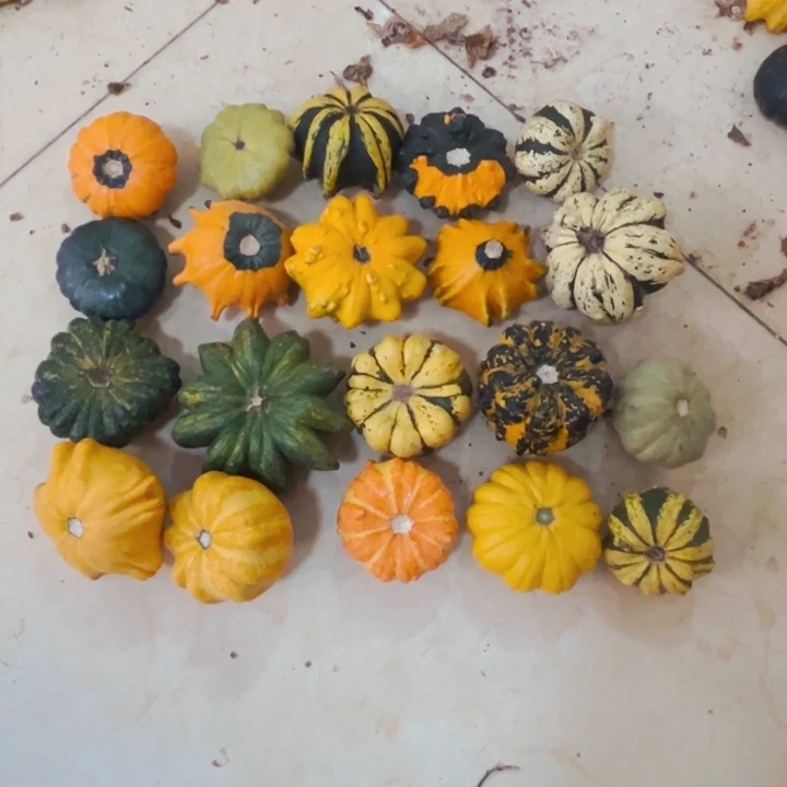 胡*全墨西哥葫芦素哭了旅途