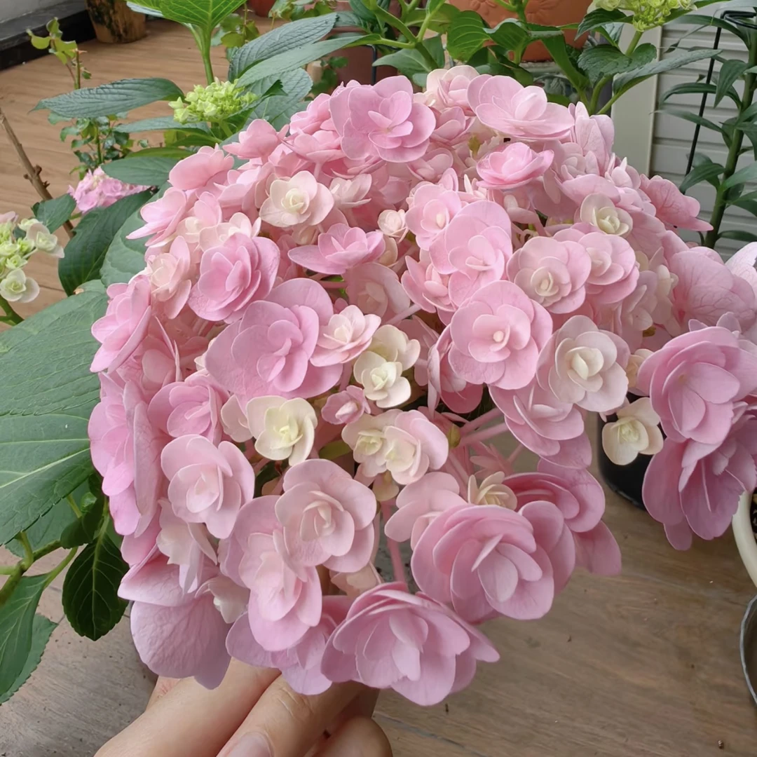 【妖精之吻】肥皂片质感！春日小可爱阳台盆栽