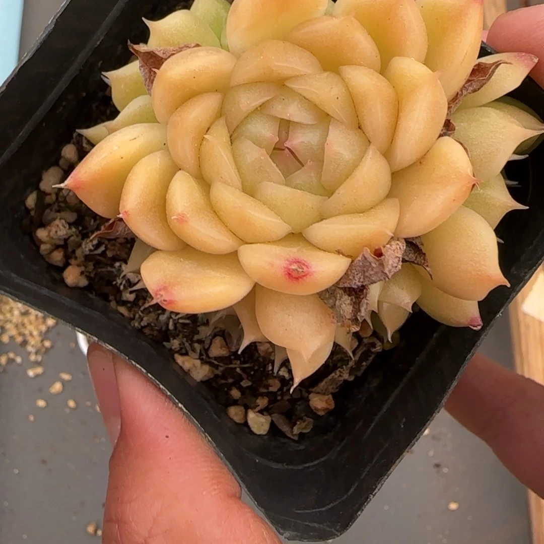 一物一拍麦秆珍妮07119