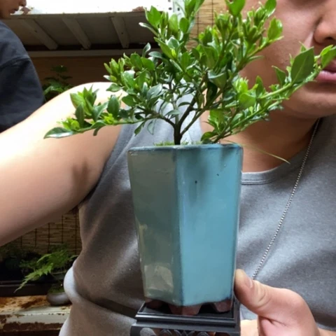 红陶一物一拍所见即所得195