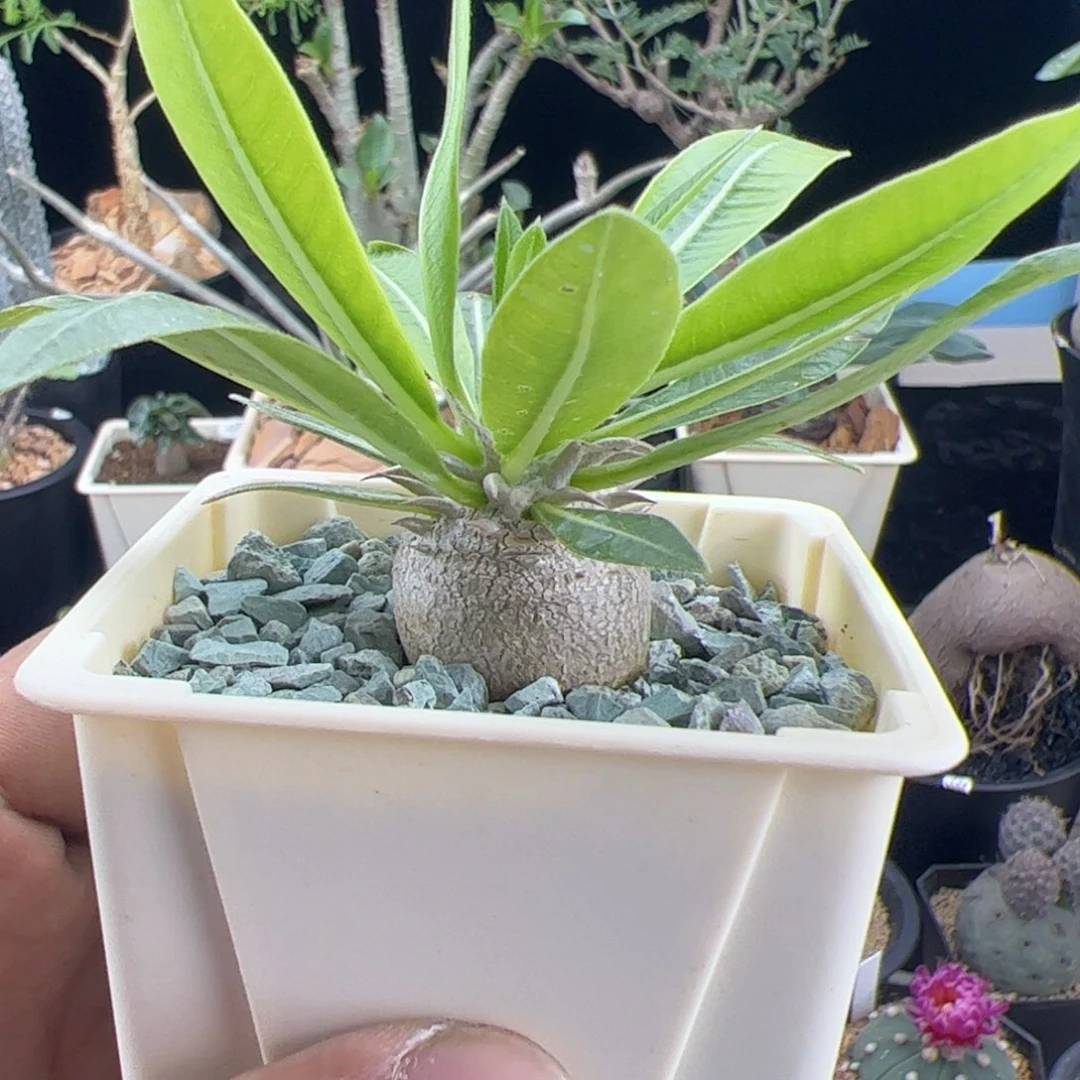 惠比大黑2.3一物一拍带盆发