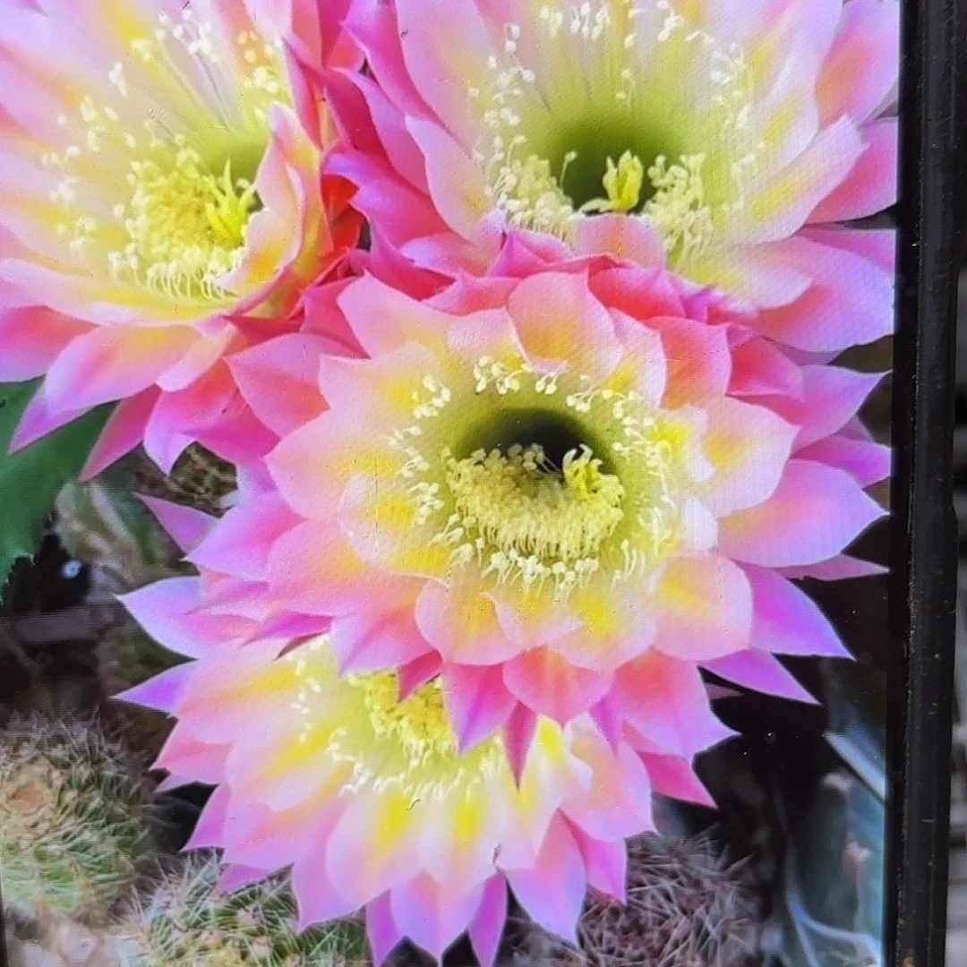 彩蝶侧牙20包邮仙人球43