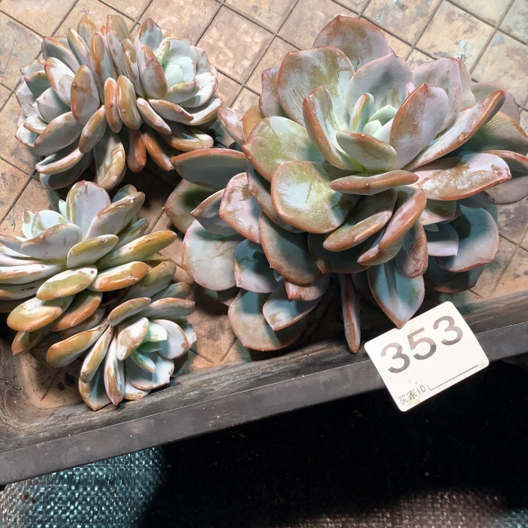 #353 不拍冷链不售后。