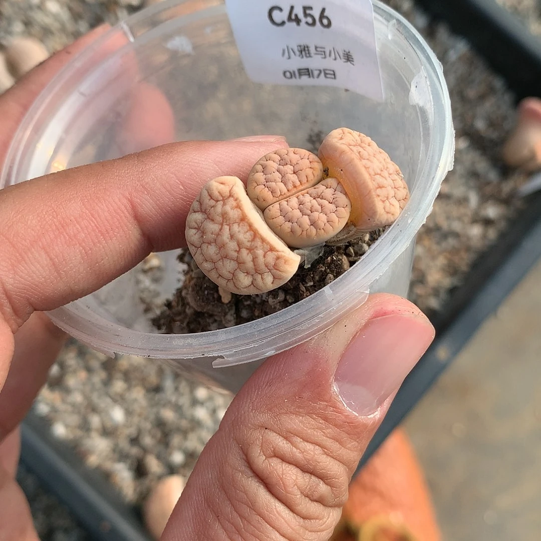 金***?C456多肉植物保护