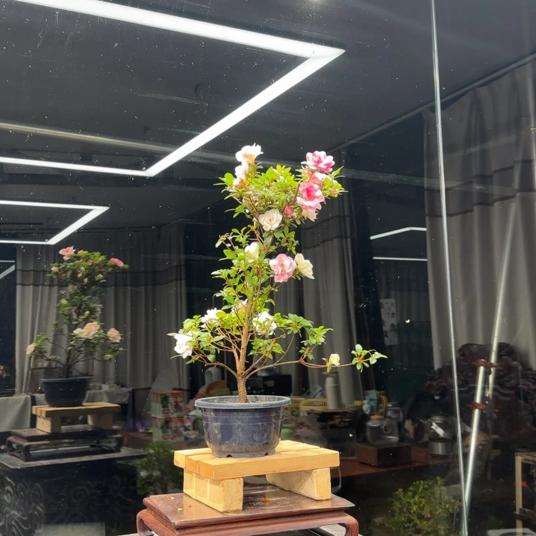 无花朵金*盛花卉苗木花卉苗木