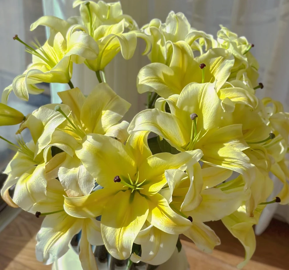 浓香型黄色香水百合