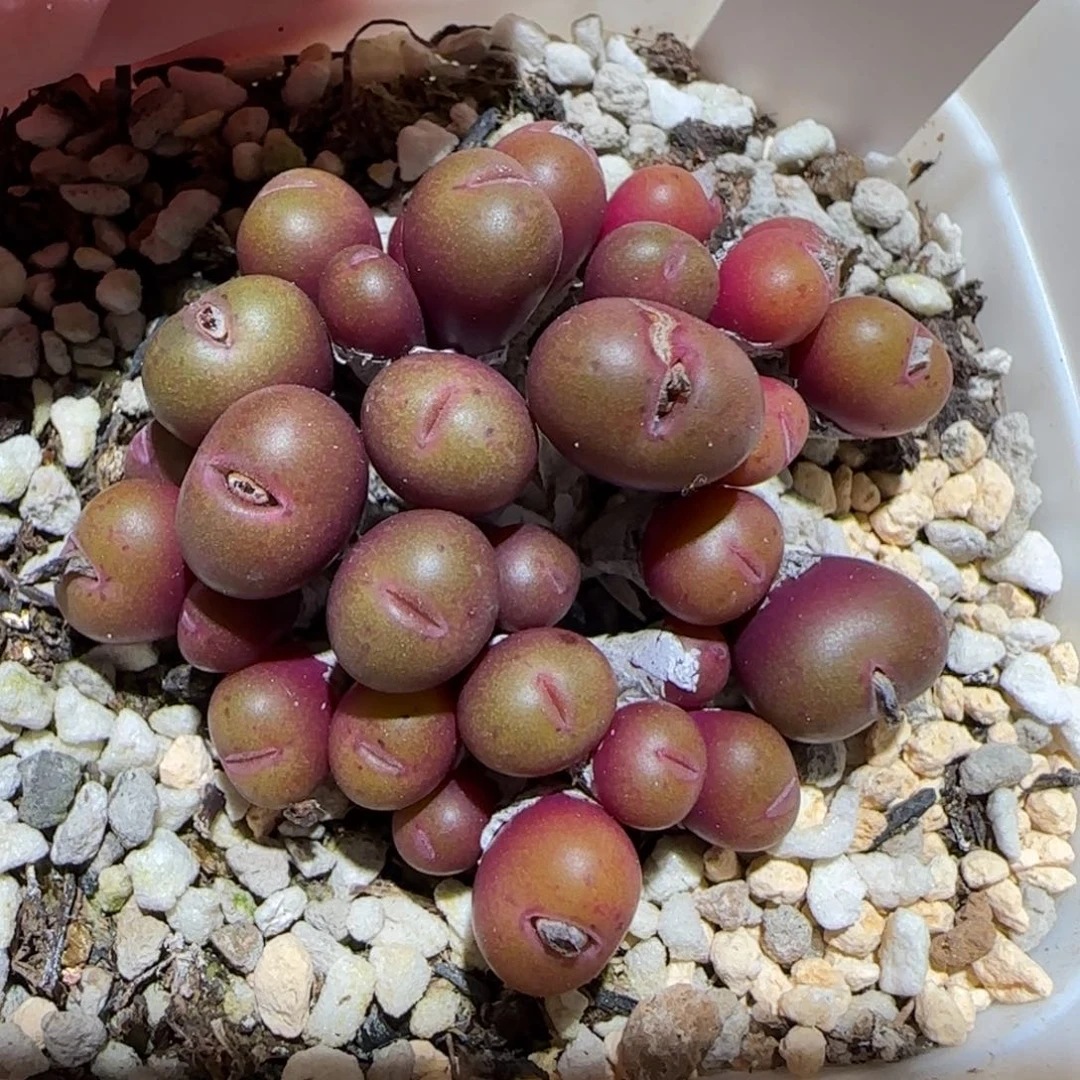 肉锥多肉植物百科7-808