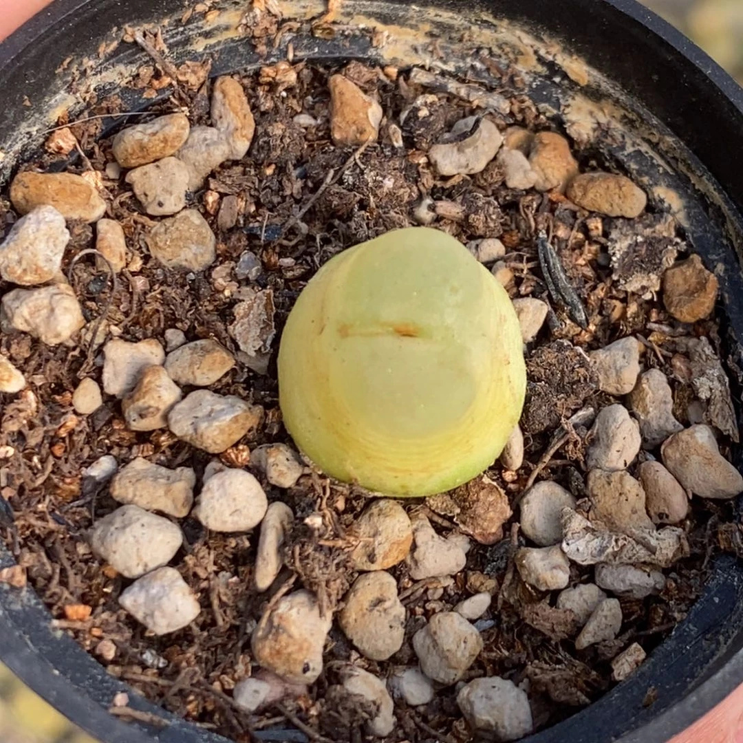 5859 拉登一颗带盆土