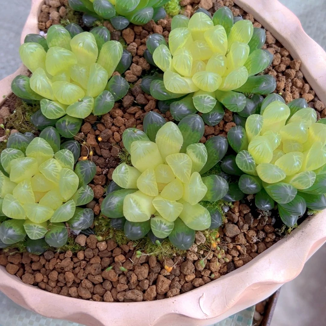 琥珀玉露玉露多肉一颗