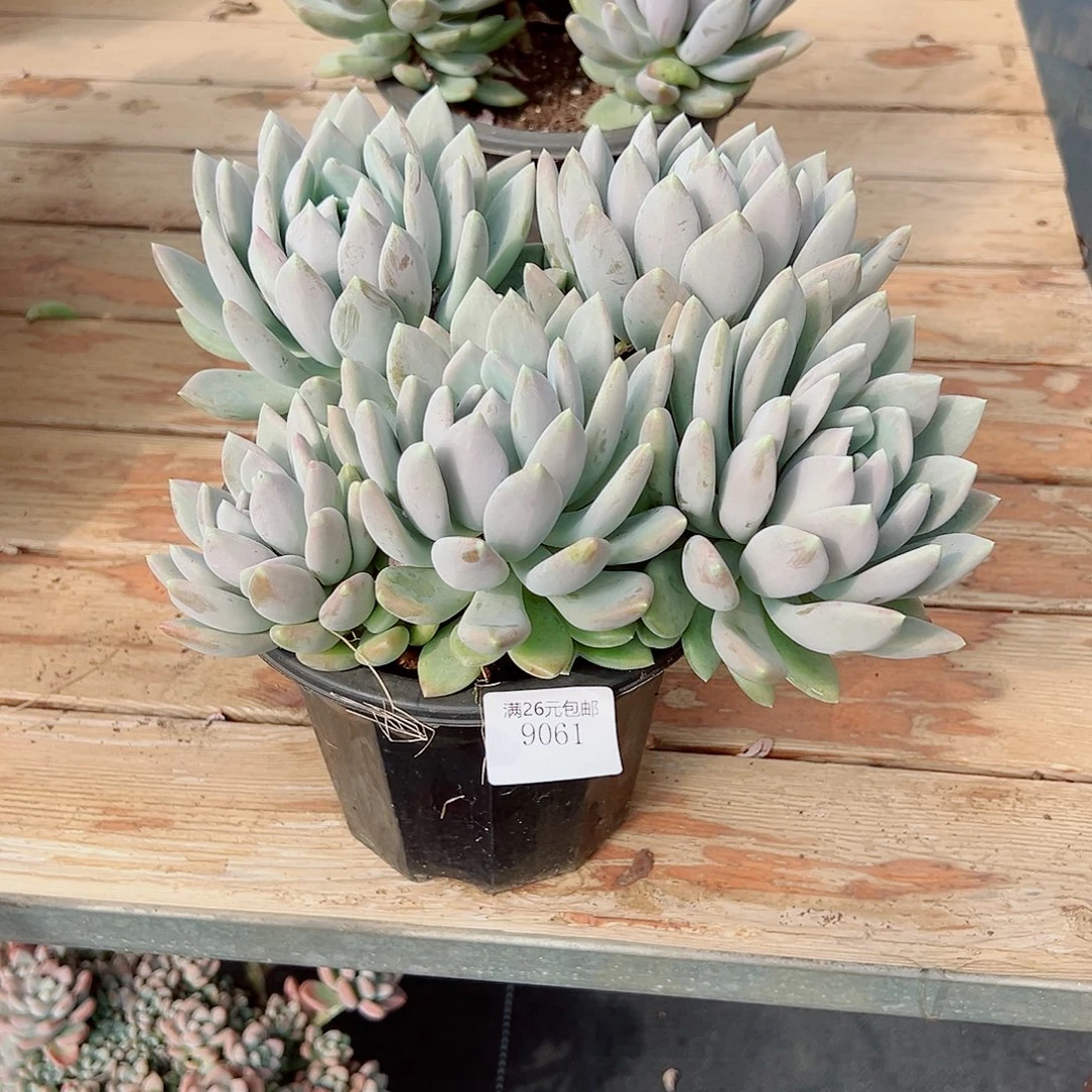 玲****9061胖美人多肉植物