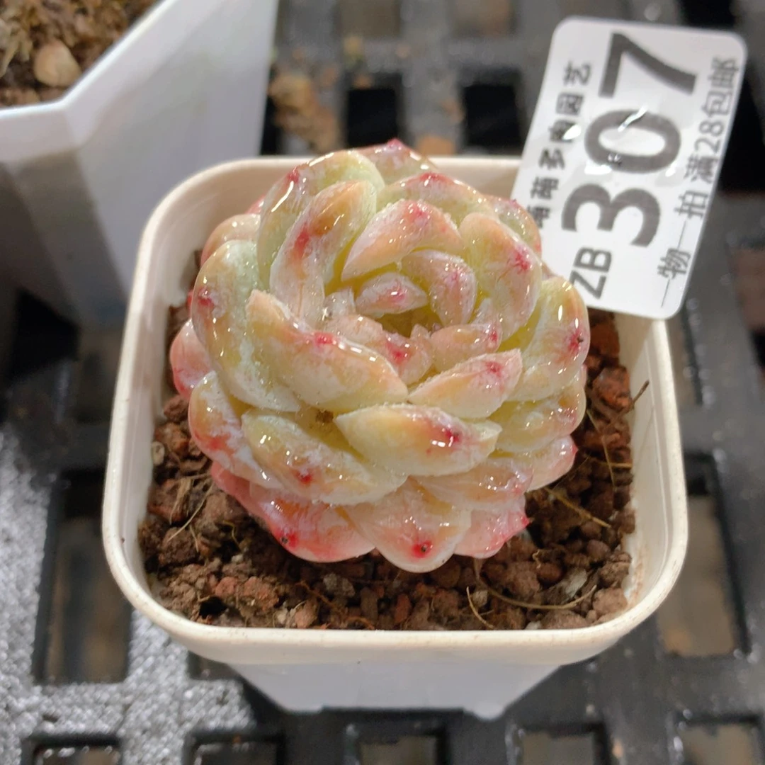 肉萌萌拇指盆精控多肉ZB307