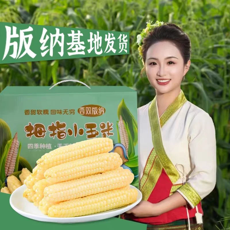 【商超精品A+】西双版纳玉米糯玉米真空包装香甜软糯早餐代餐