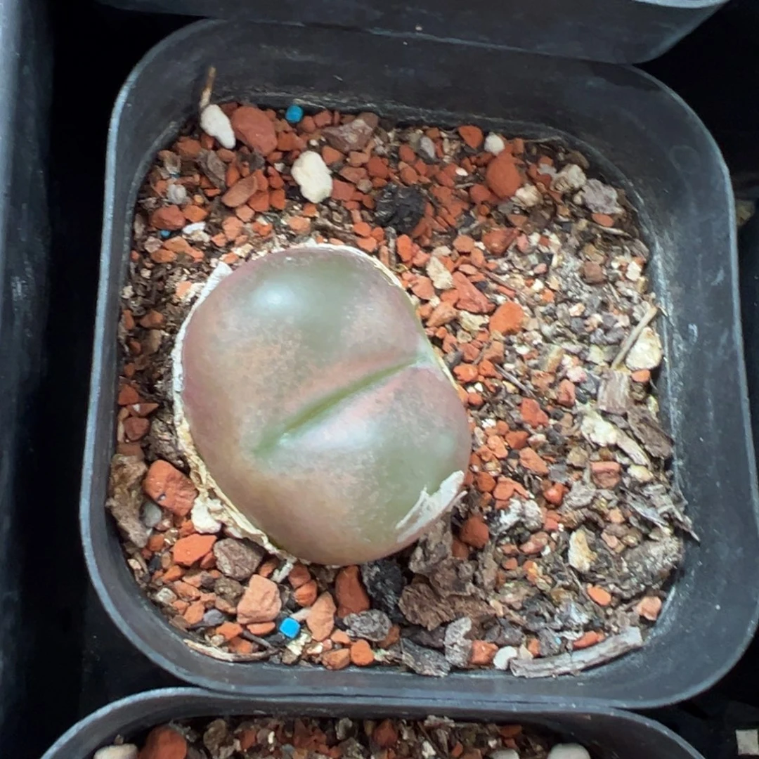 28-155量拍大母本毛毛一颗。多肉