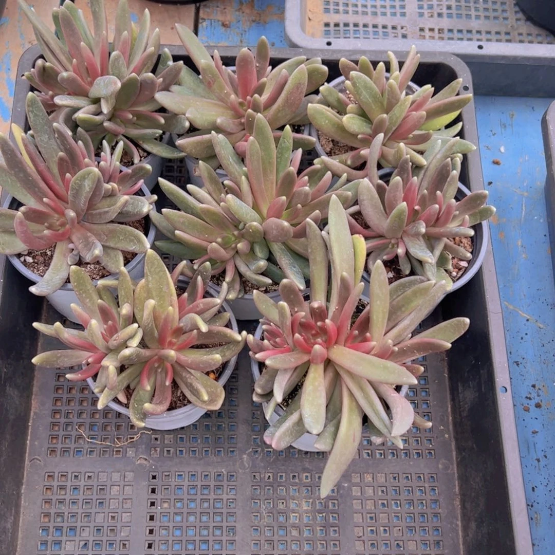 5731肉肉肉肉肉肉肉肉肉