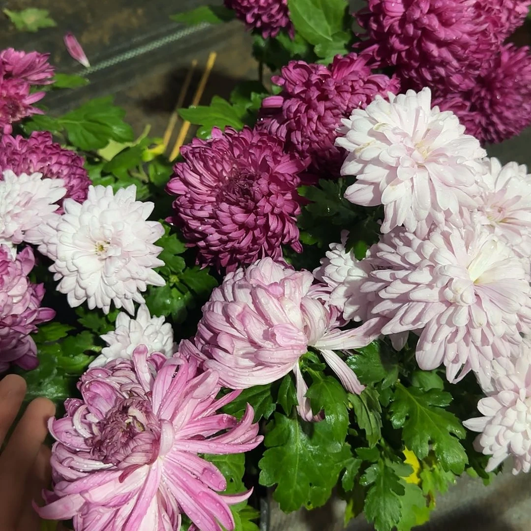 全部花朵D00000004