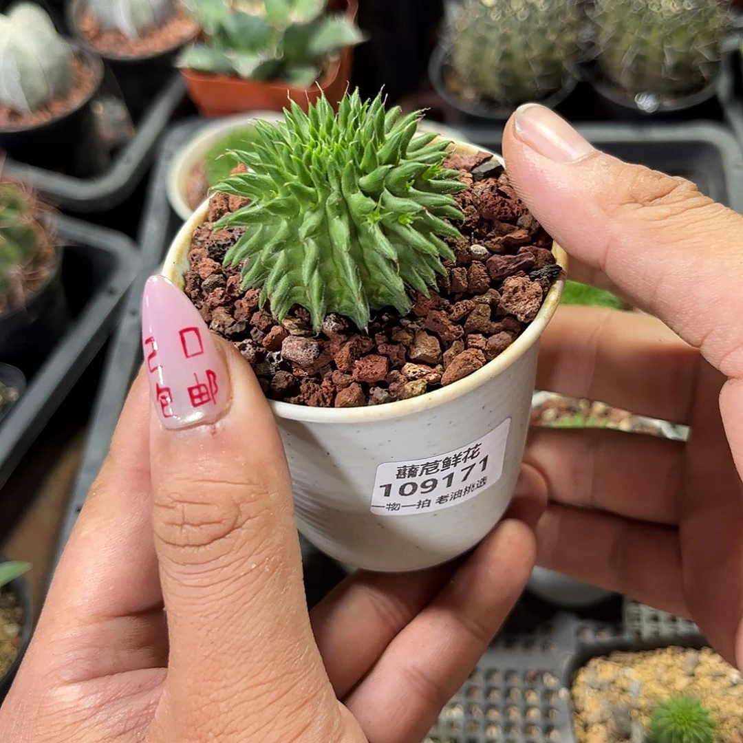 109171一物一拍单头发货