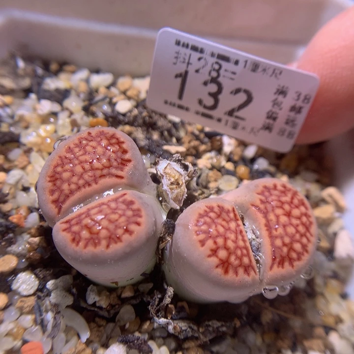 精品生石花28.132