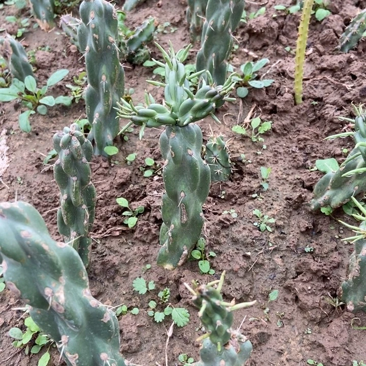 锁链掌一棵有根有侧芽