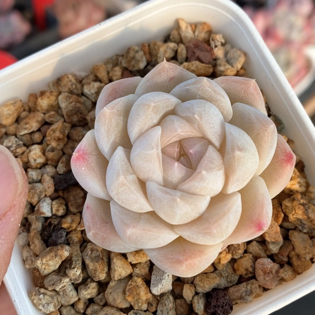 精品多肉一物一拍85