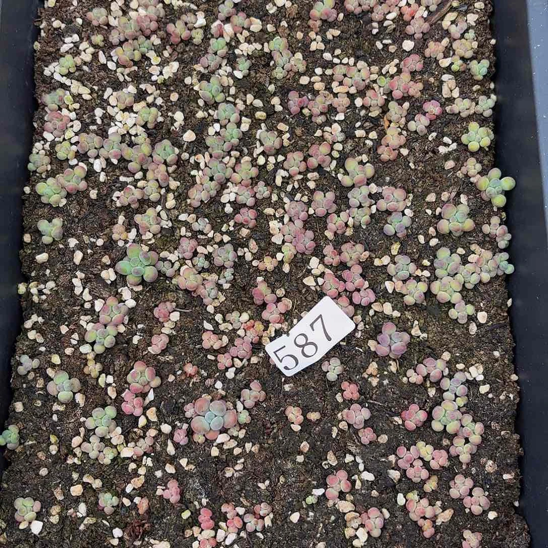 多肉植物多肉植物587