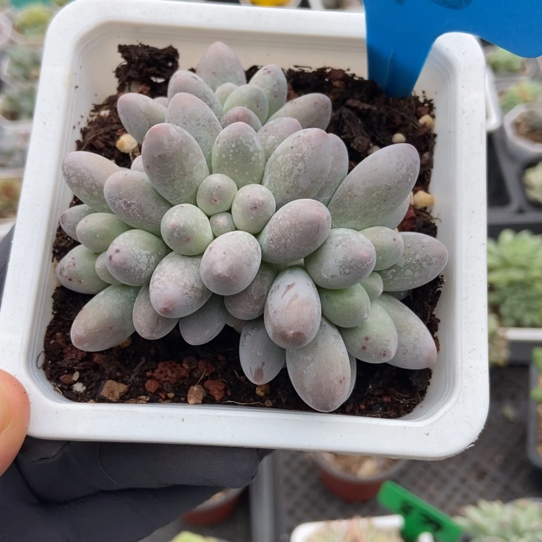 898汤圆多肉植物多肉