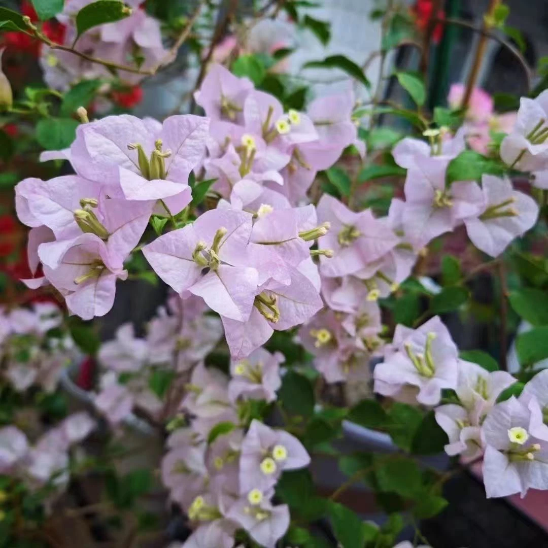 【苹果花】三角梅四季勤花丰花(收到落花掉叶,光杆属正常不售后 )
