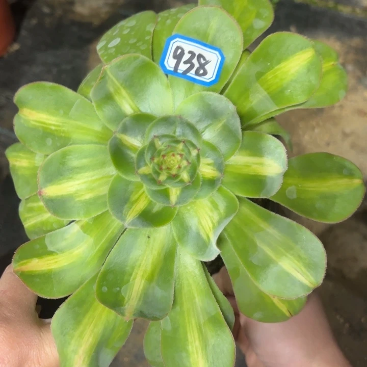 暴君938一物一拍多肉