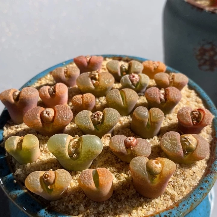 单头风铃混一颗 1厘米