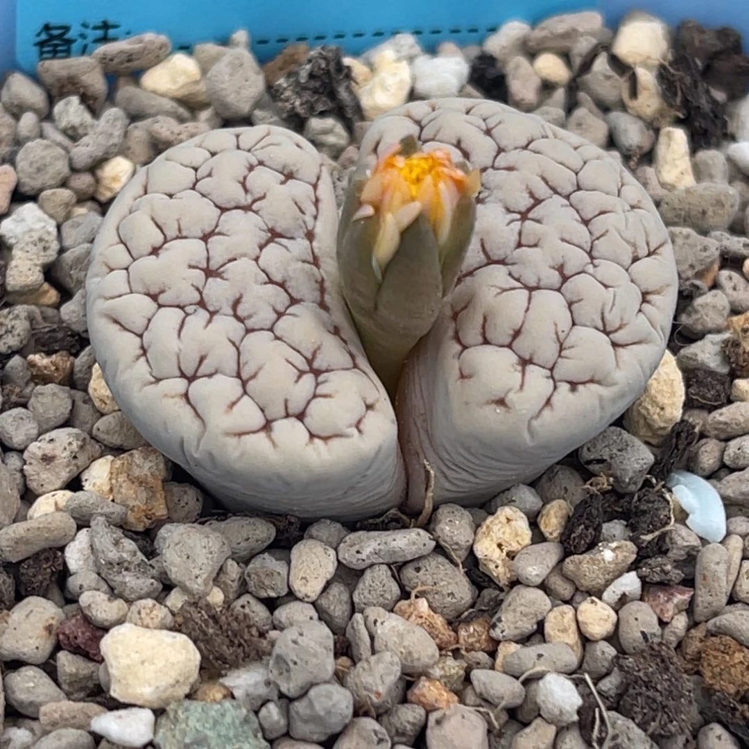 8184凹凸脑纹189一颗
