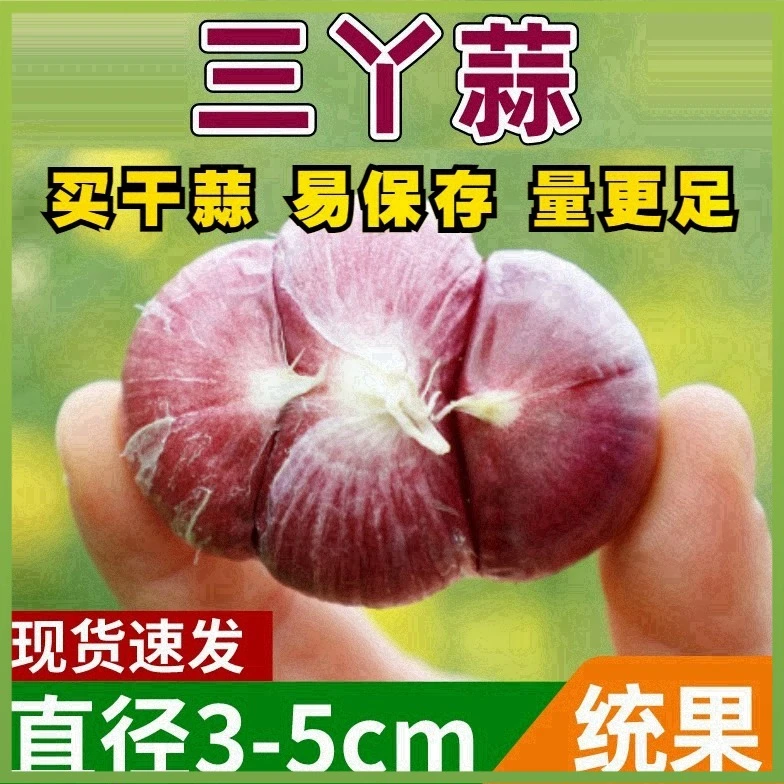 农家紫皮大蒜三丫蒜大果大蒜头2025年干蒜非独头蒜苍山两三瓣大蒜