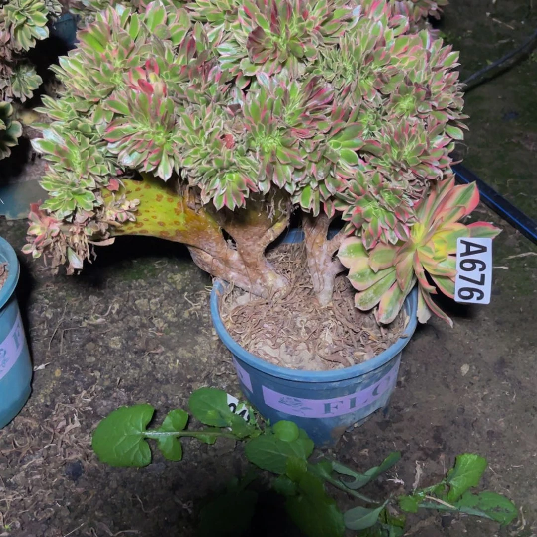 女神法师16///11包邮处理