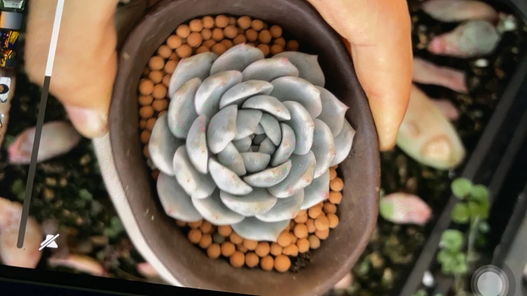 美人多肉锦多肉多肉