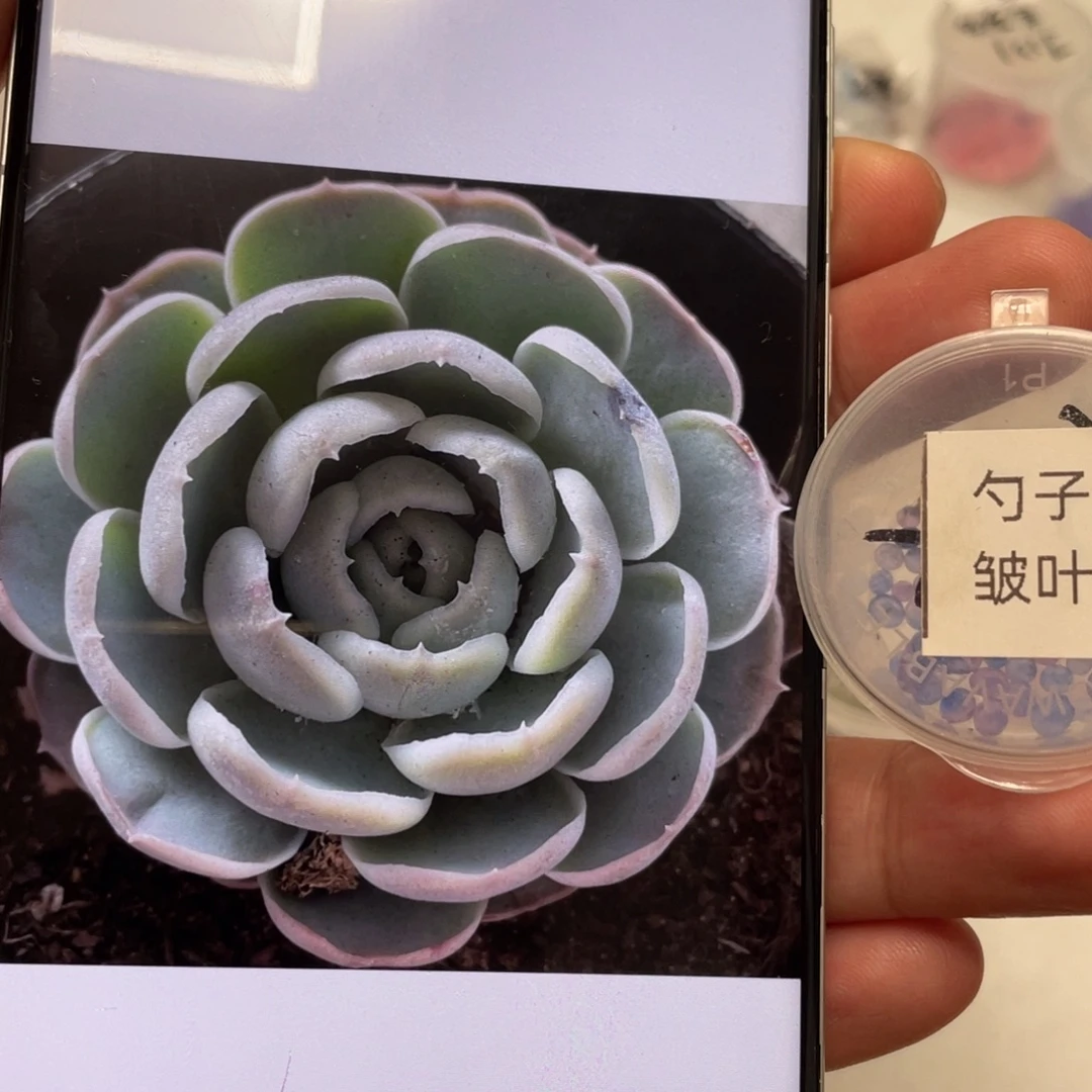 勺子皱叶20粒种子