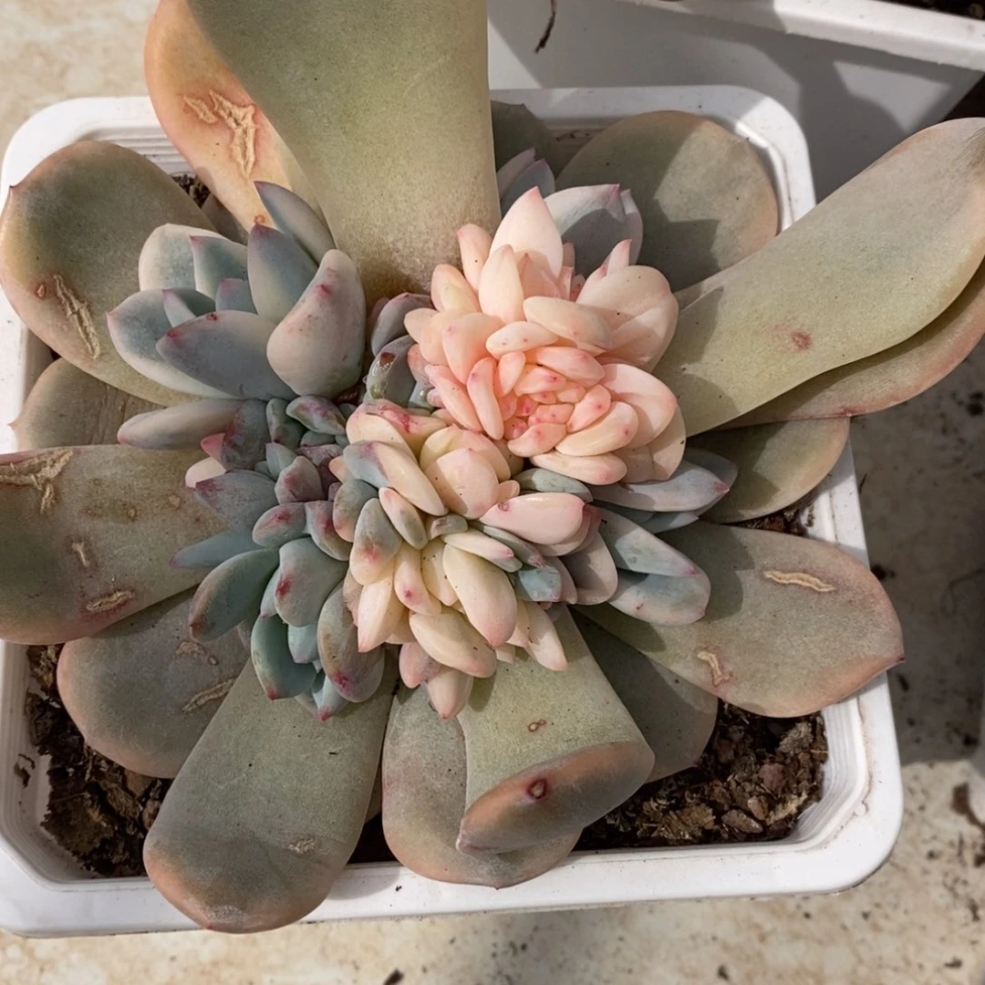 颖梦露锦多肉植物