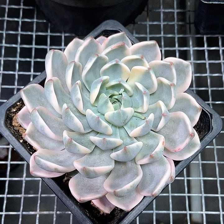 红粉佳人锦多肉植物