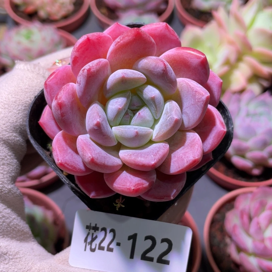 花利美22-122冰糖