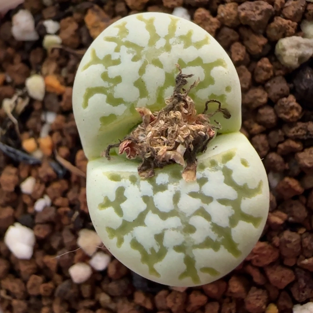 12.27。      绿网纹寿丽。    2027