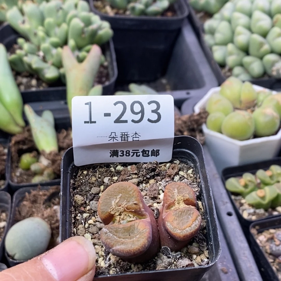 大***?56669999699666888