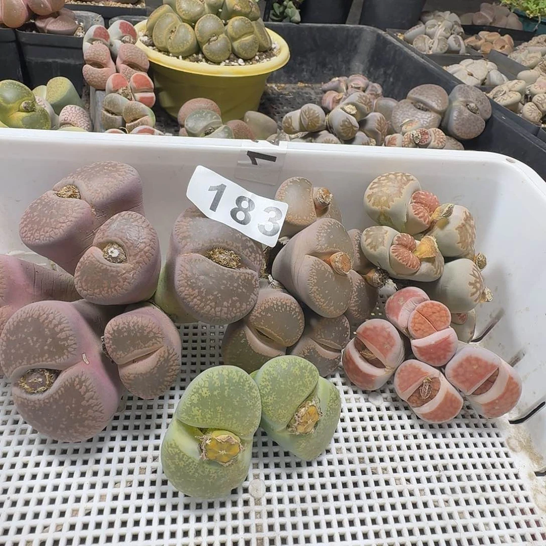 生石花一物一拍183