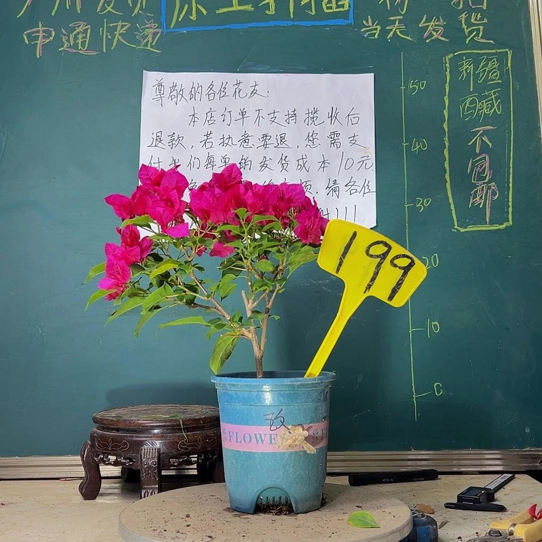 当前无花栽培后可以开花玫瑰红199