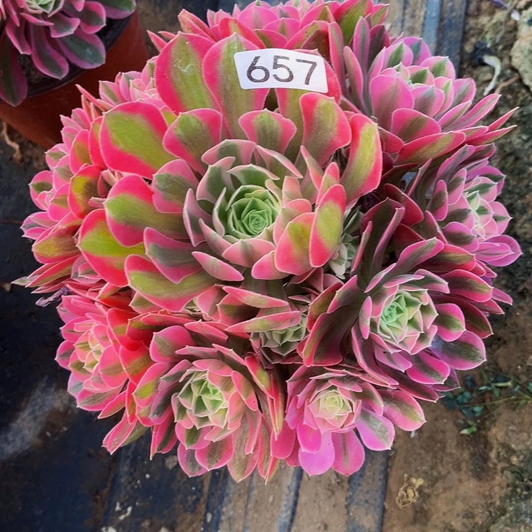 多肉植物 657 粉女巫 半木质