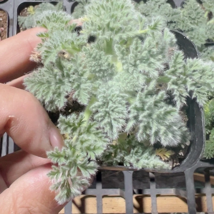 羽叶洋葵精品多肉植物