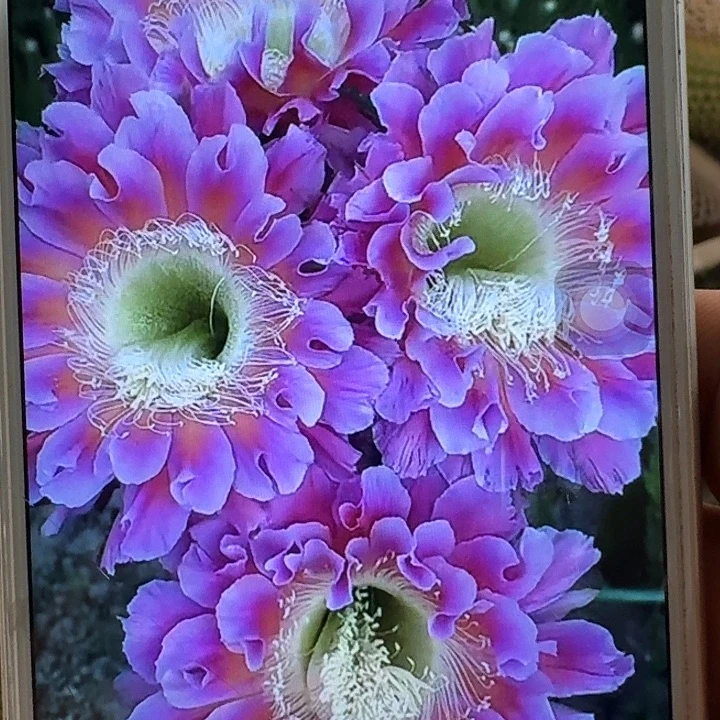 云雨侧芽4公分左右彩草